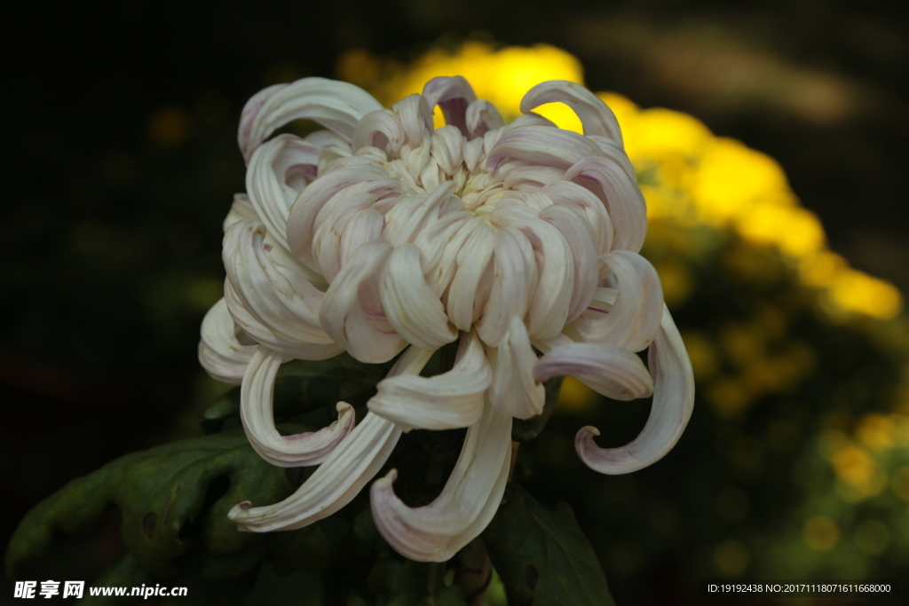 菊花