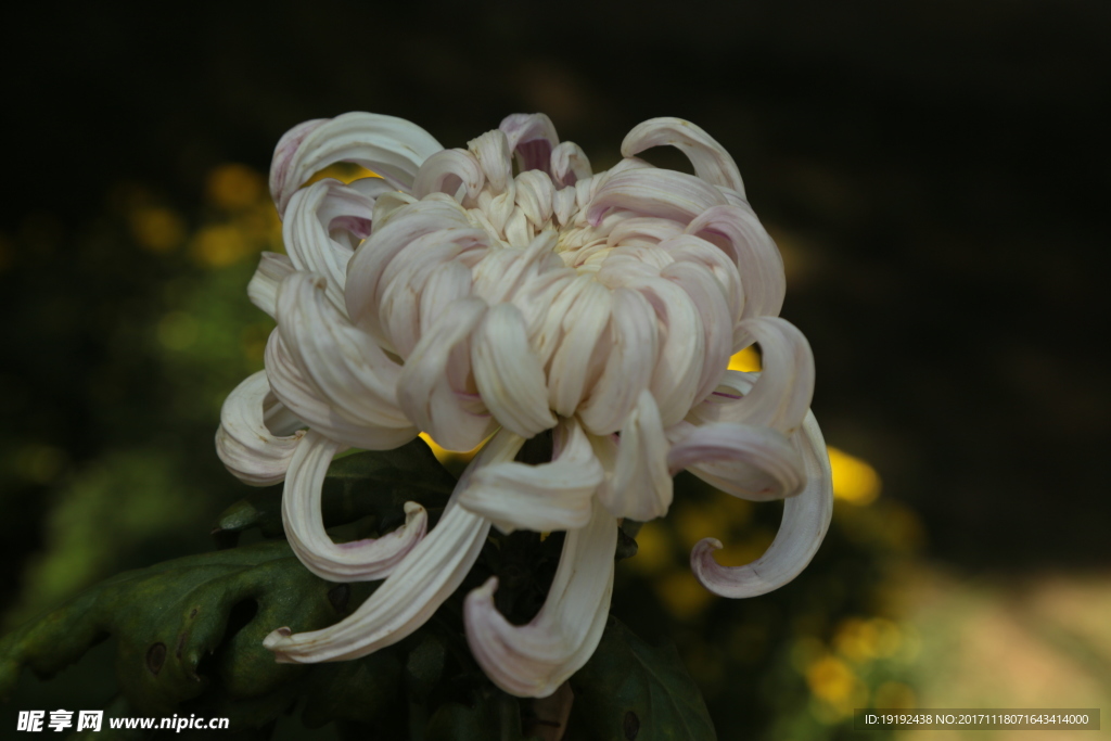 菊花