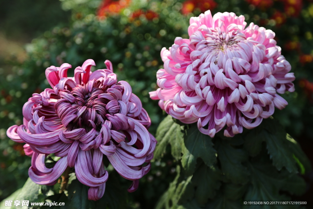 菊花