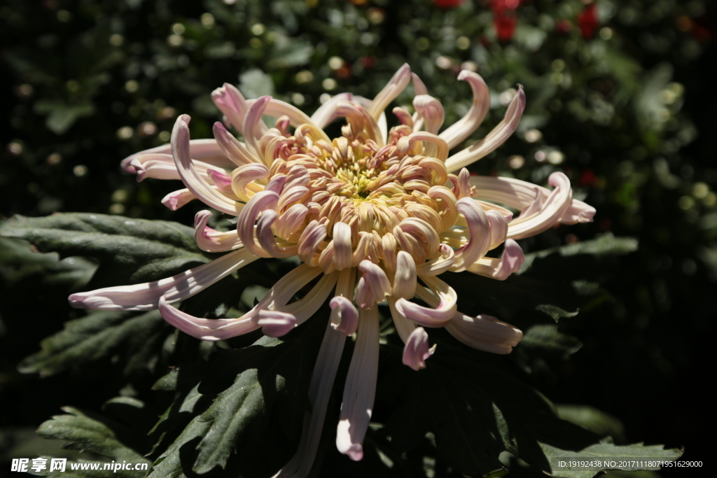 菊花