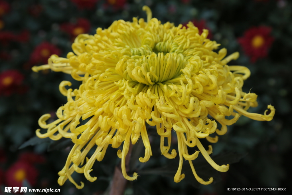 菊花