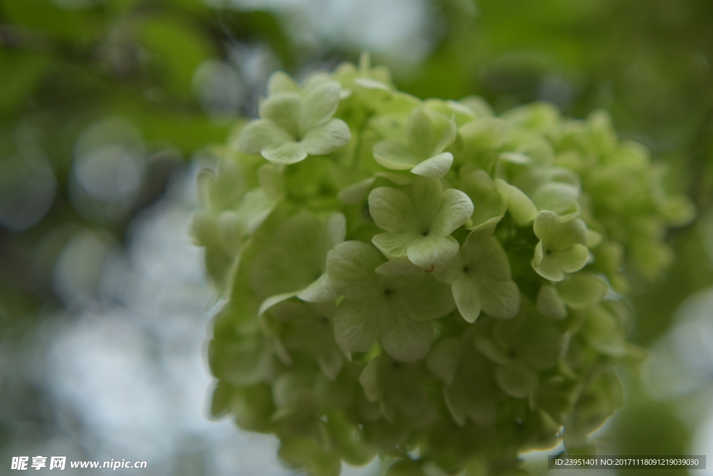 绣球花