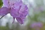 杜鹃花