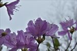 杜鹃花