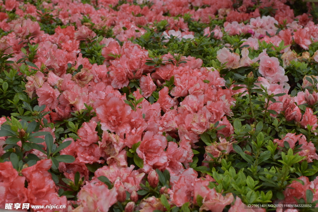 杜鹃花