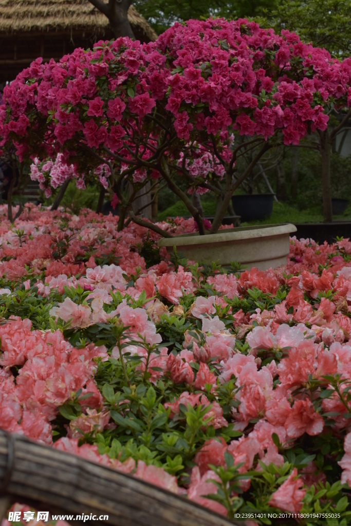杜鹃花