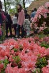杜鹃花