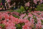 杜鹃花
