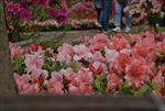 杜鹃花