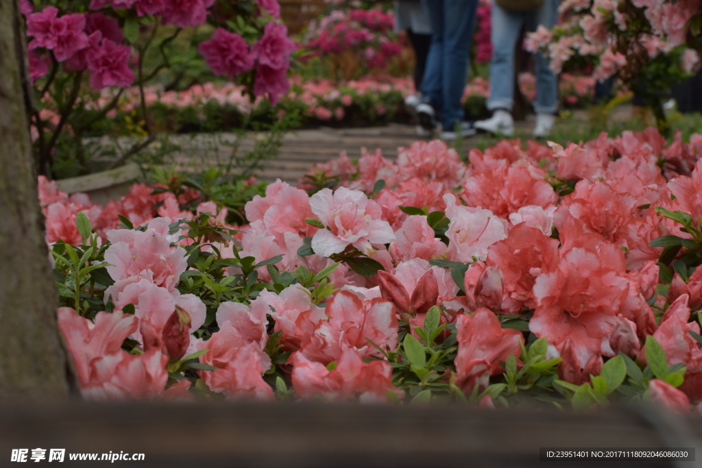 杜鹃花