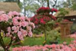 杜鹃花