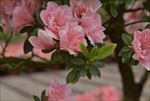 杜鹃花