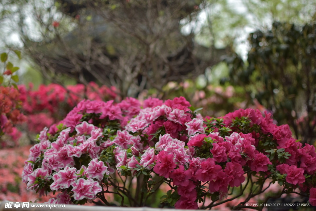 杜鹃花 花