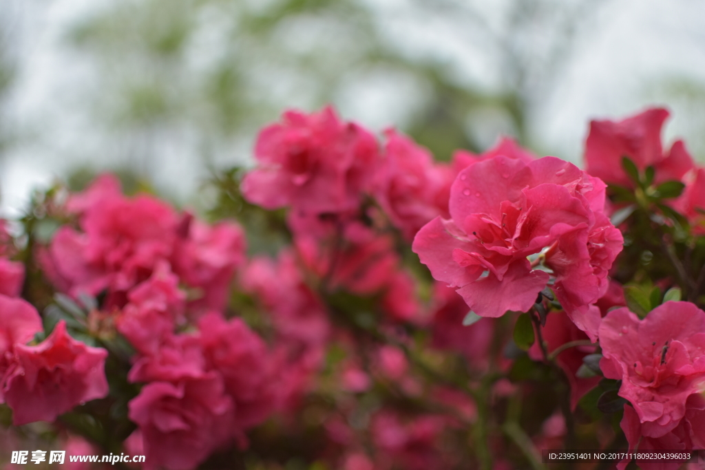 杜鹃花