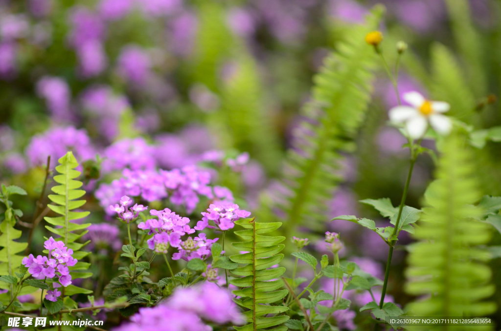 花草背景