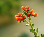 多肉开花