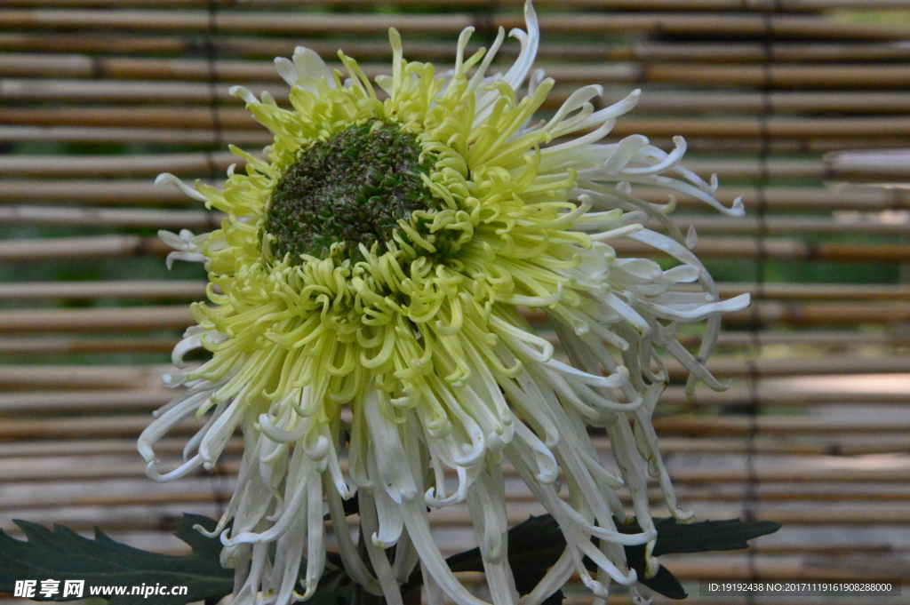 菊花
