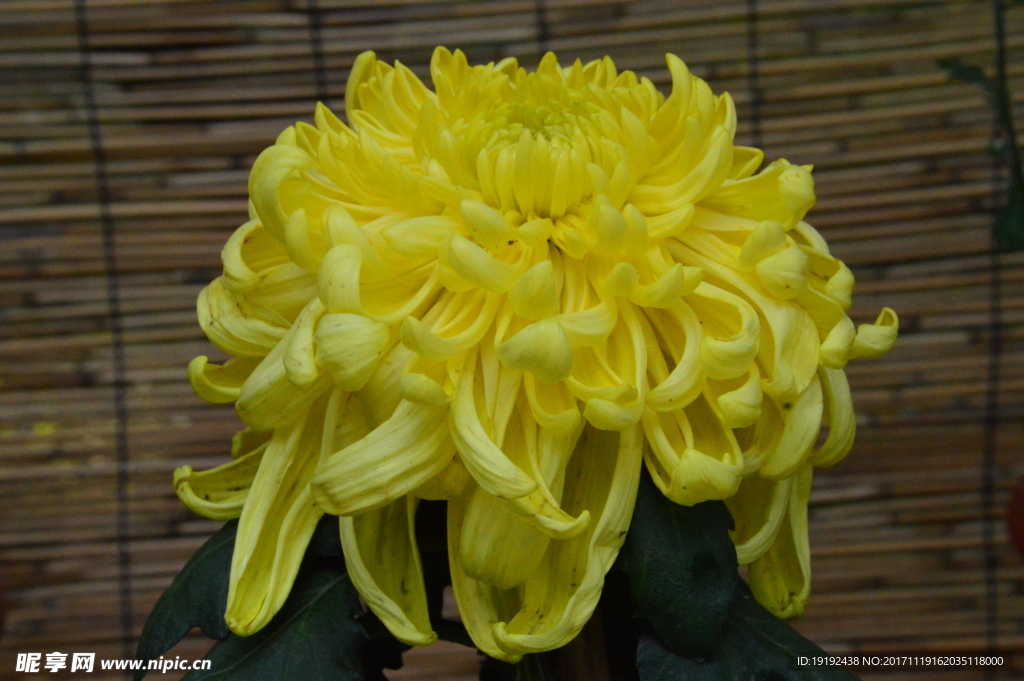 菊花