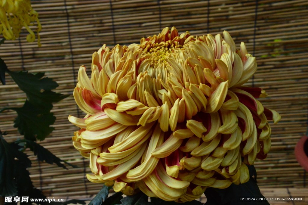 菊花