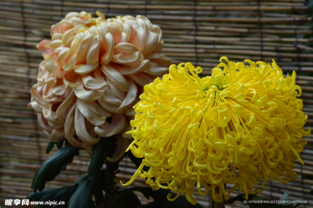 菊花