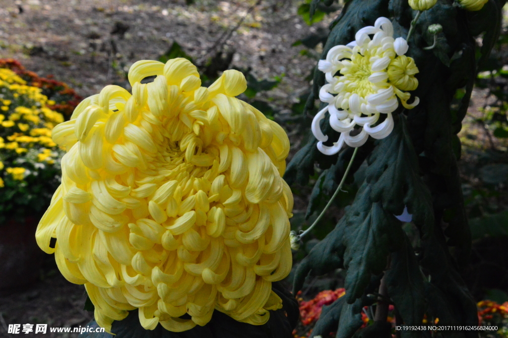 菊花