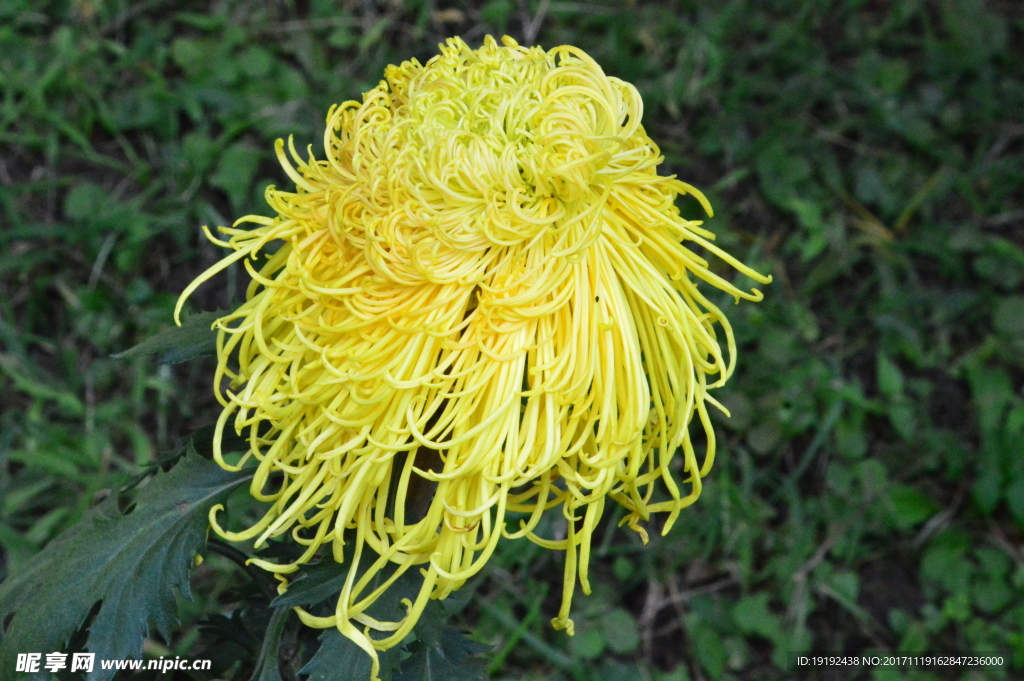菊花