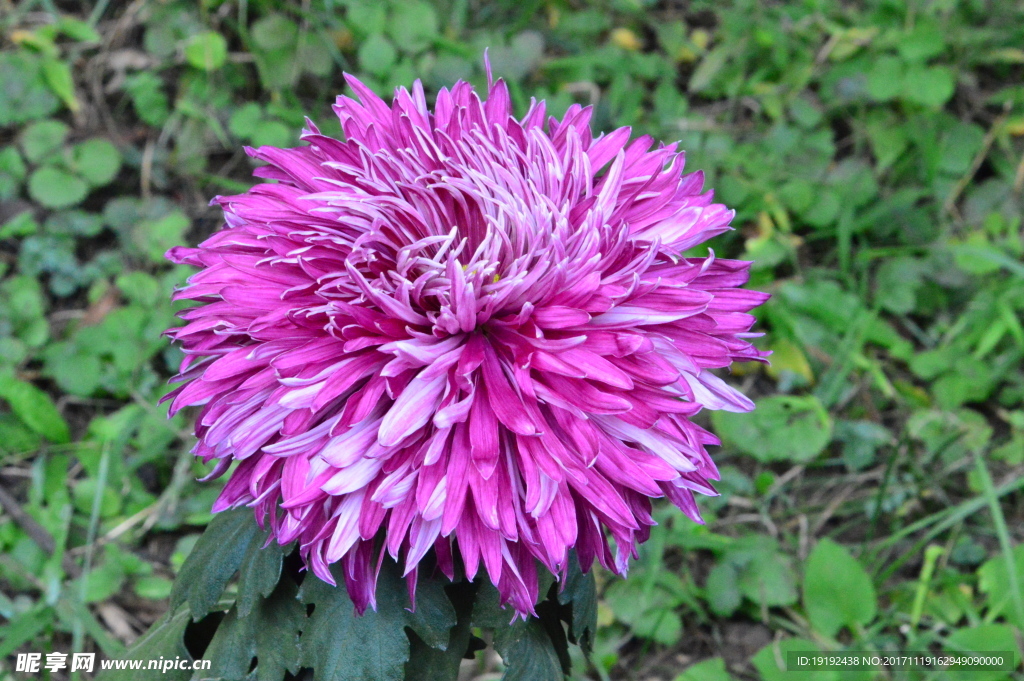 菊花