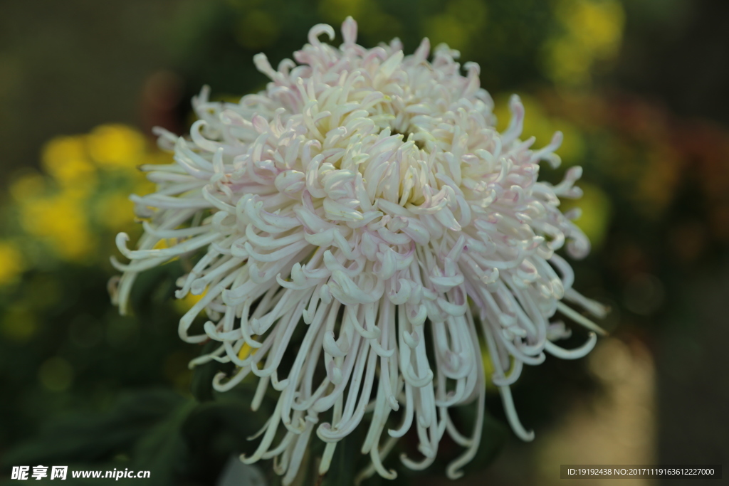 菊花
