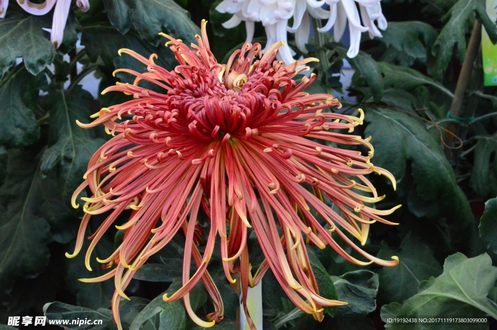 菊花