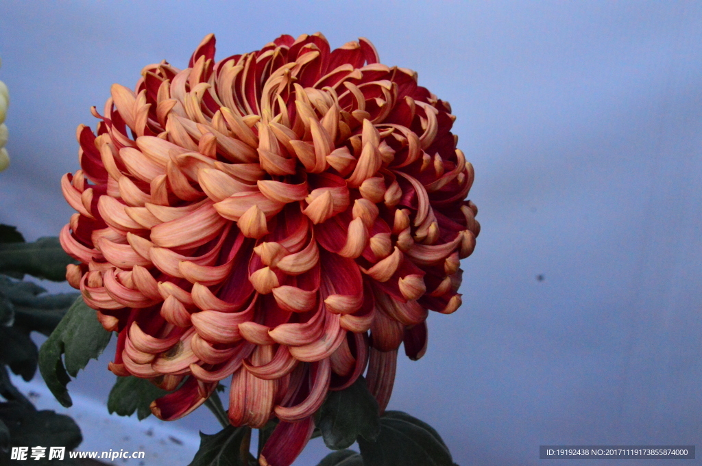菊花