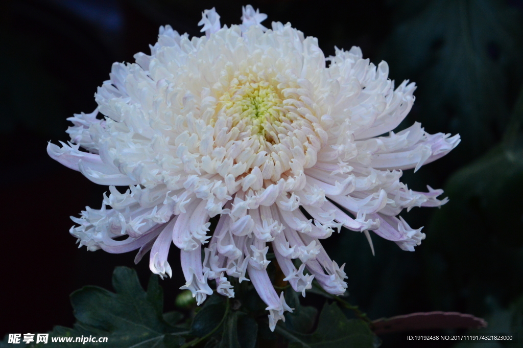 菊花