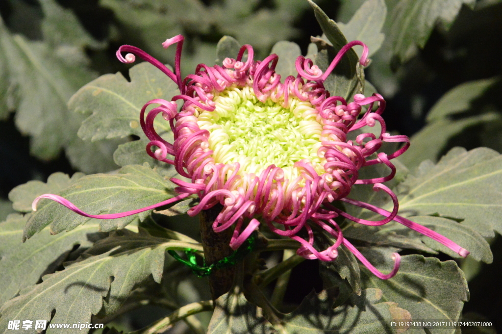 菊花