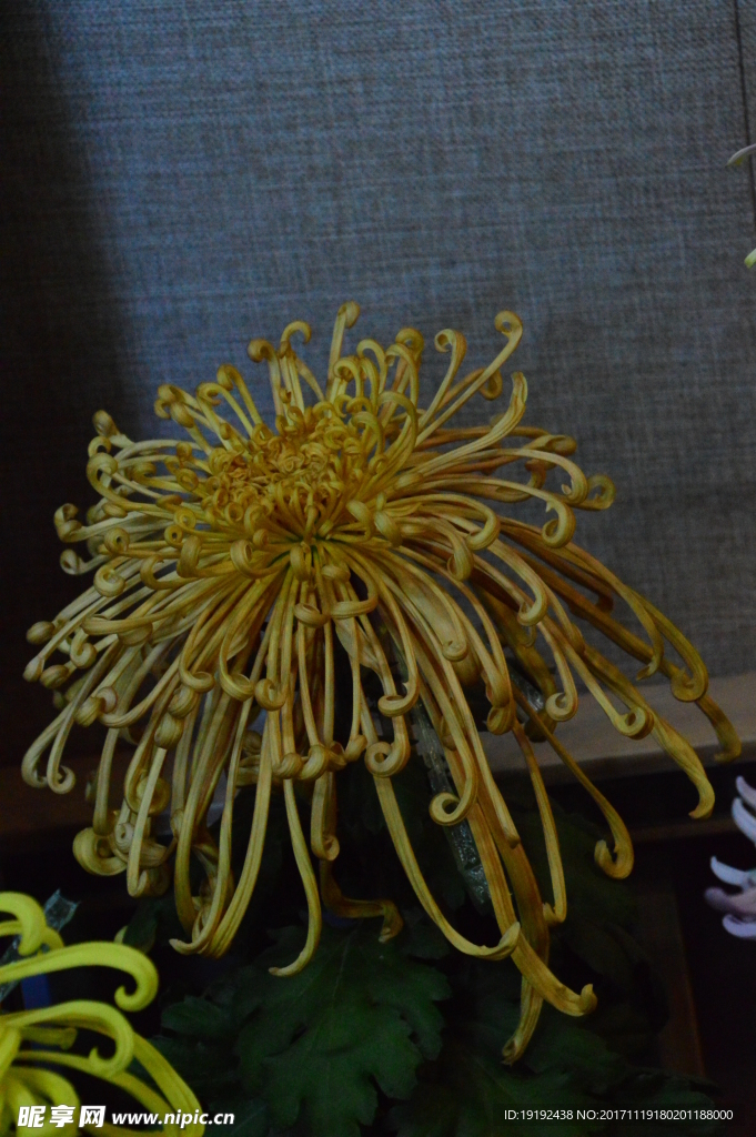 菊花