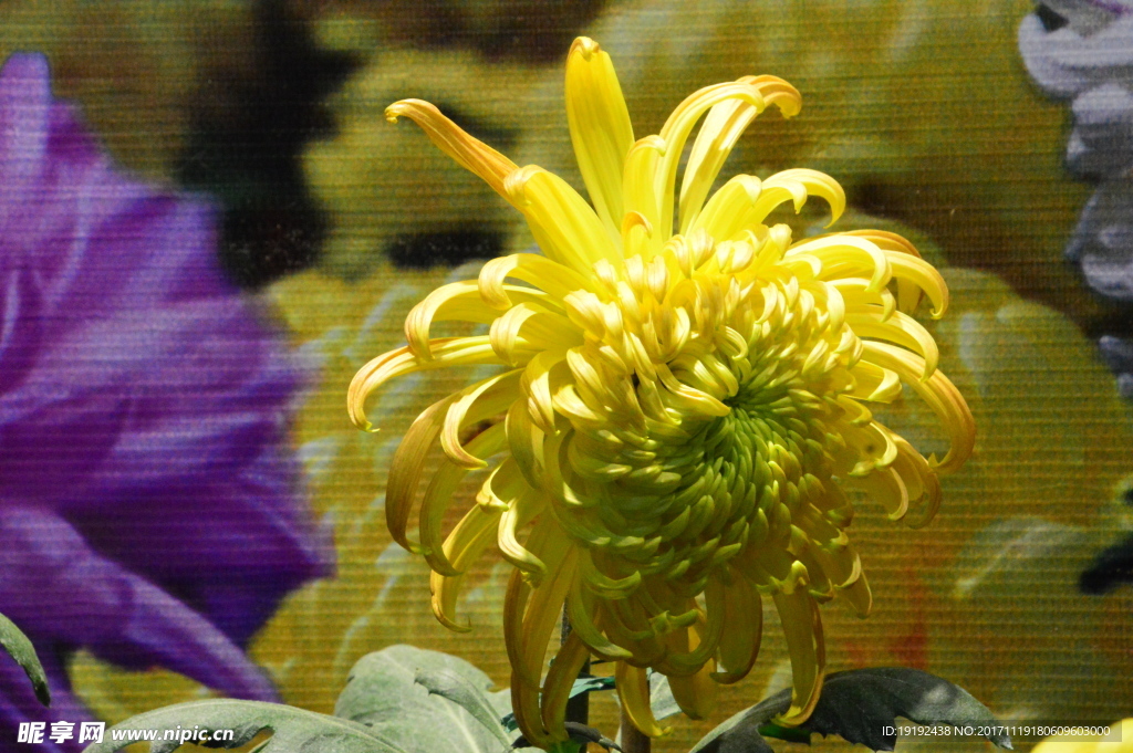 菊花