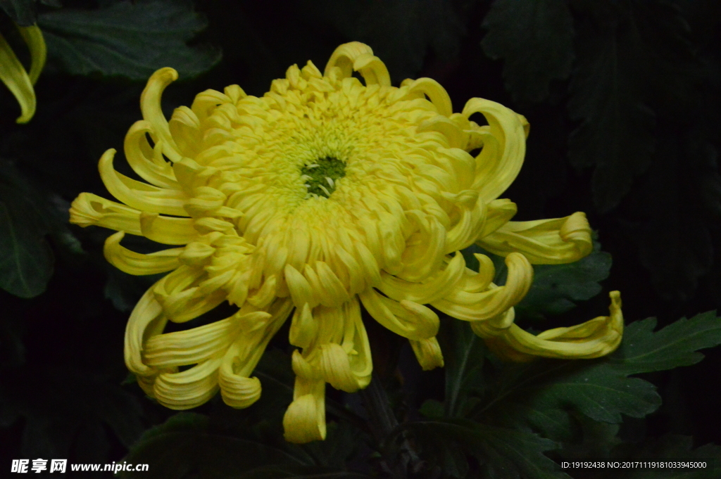 菊花