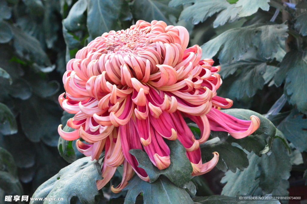 菊花