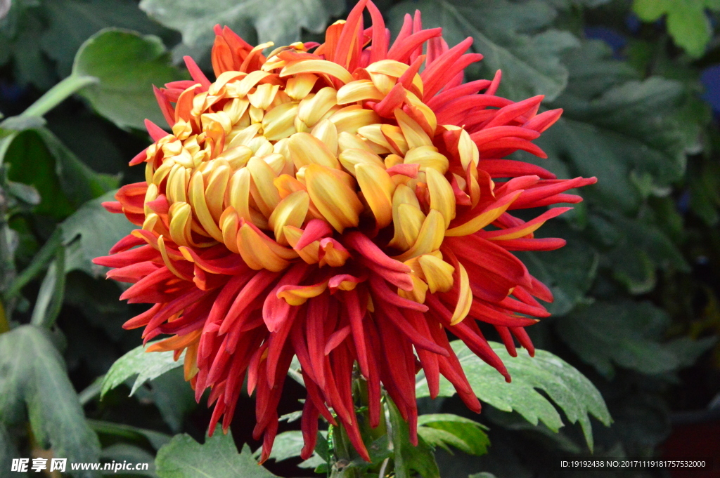 菊花