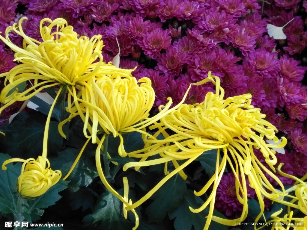 菊花