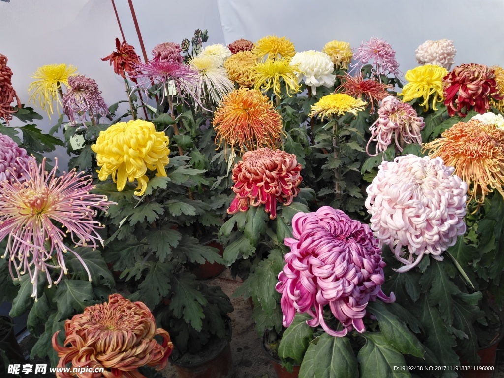菊花