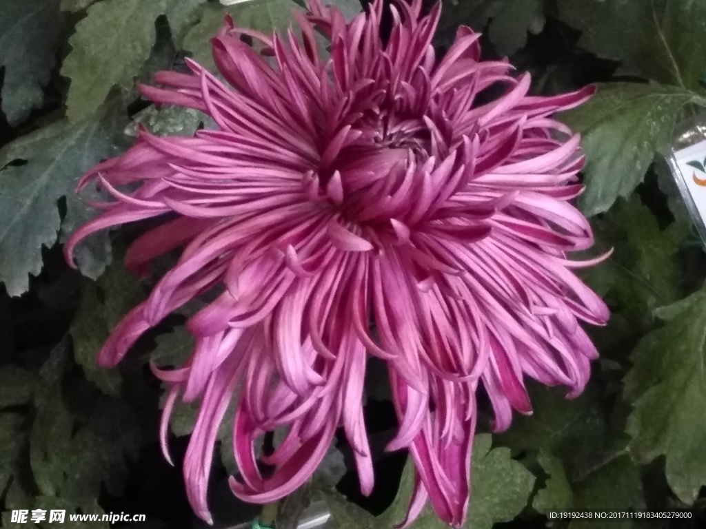 菊花