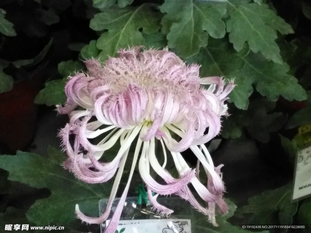 菊花