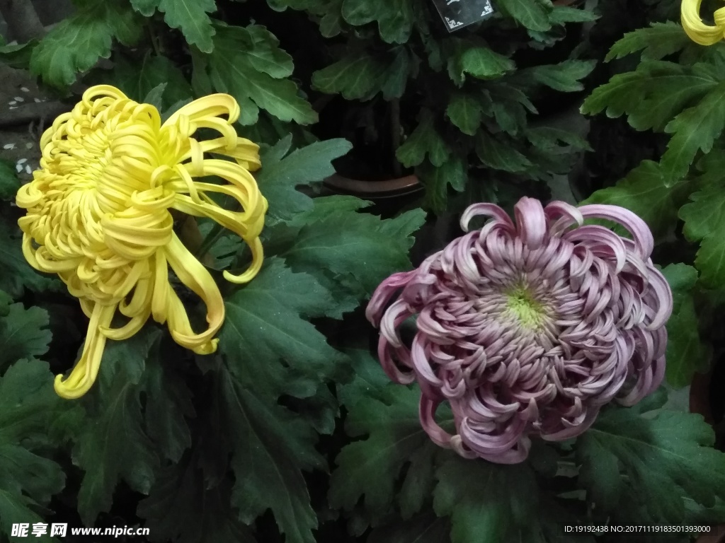 菊花