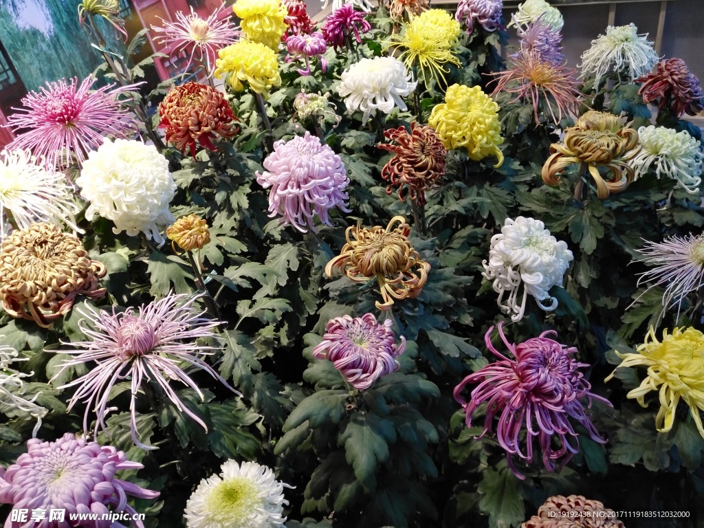 菊花