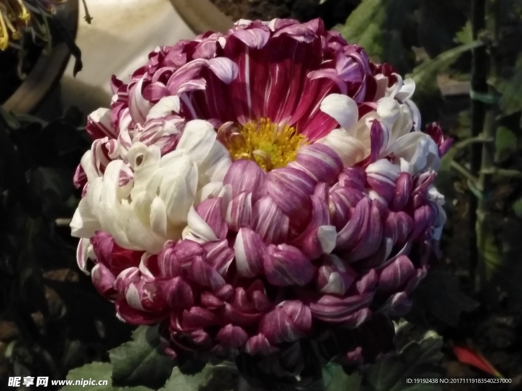菊花