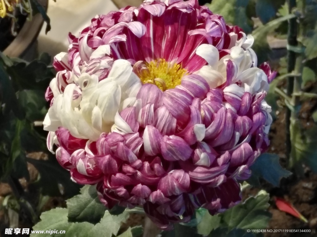 菊花