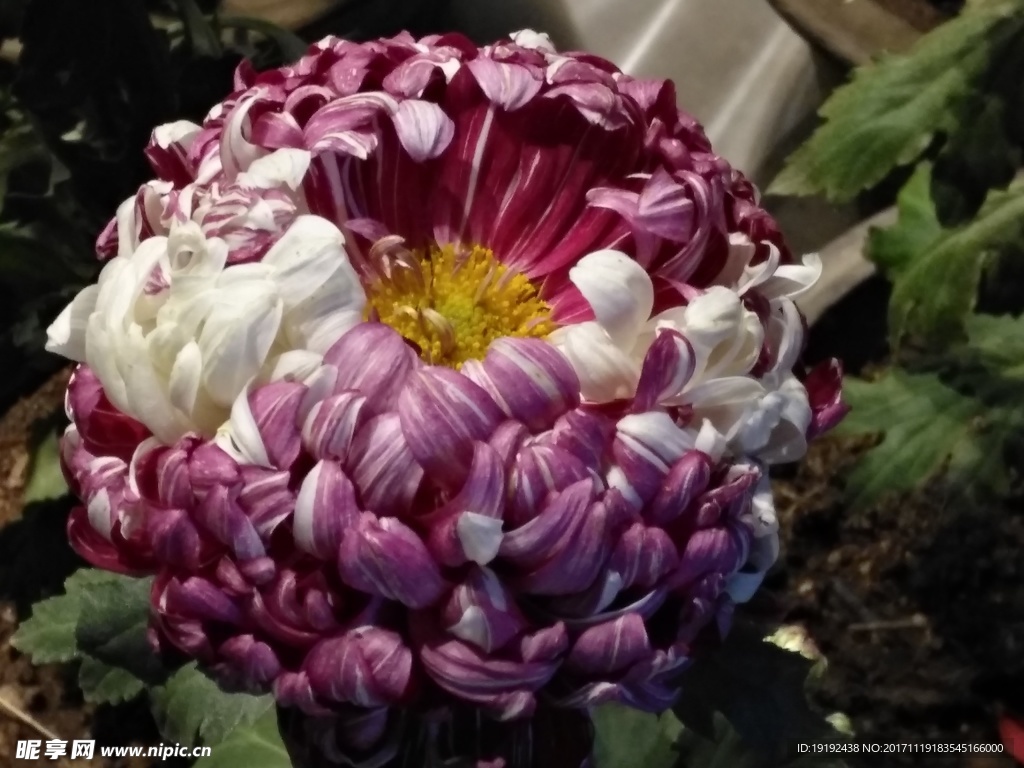 菊花