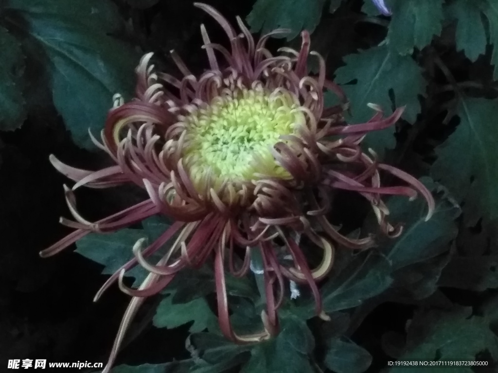 菊花