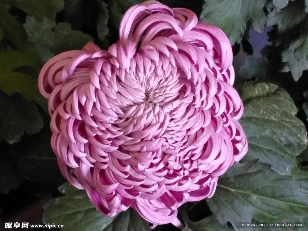 菊花