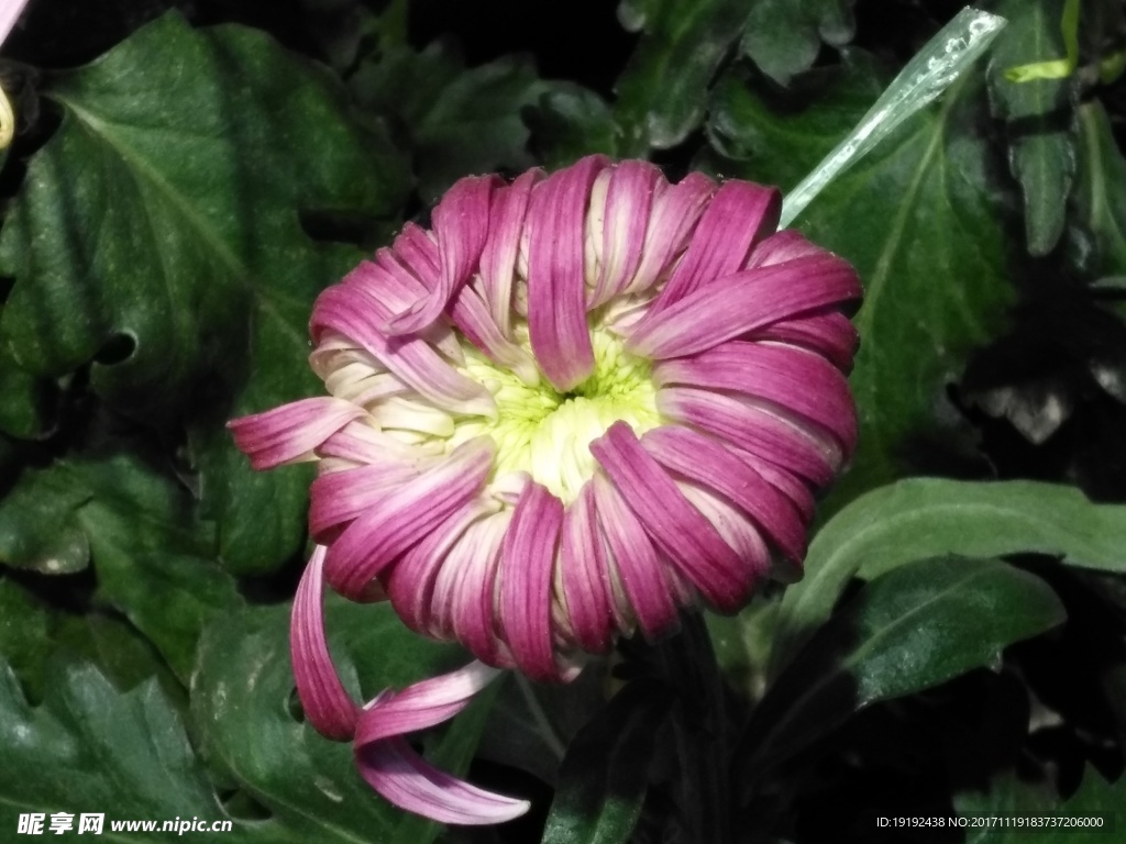 菊花