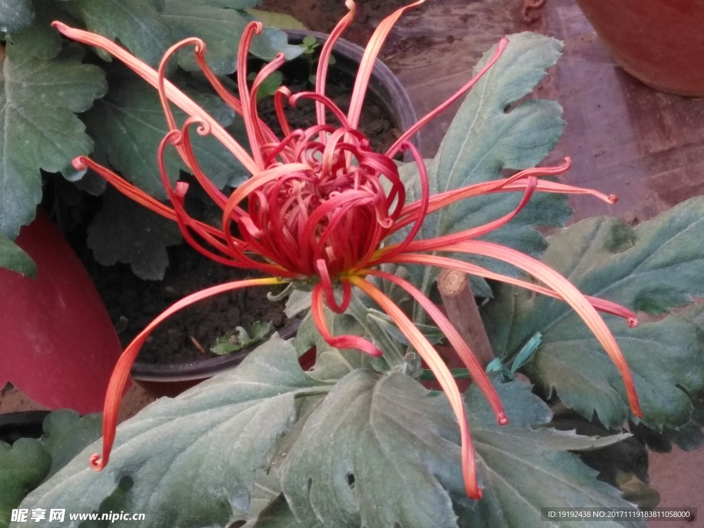 菊花